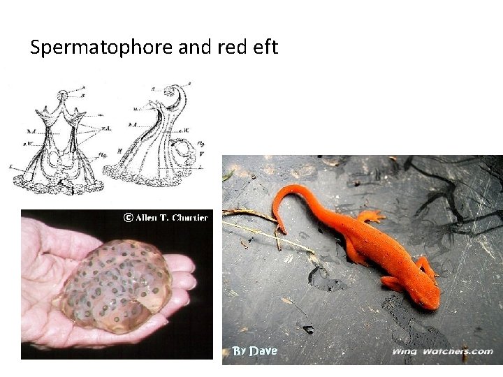 Spermatophore and red eft 