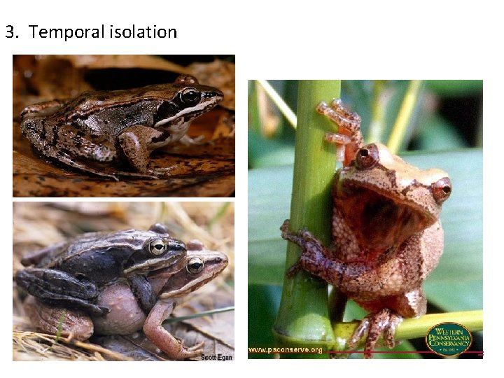 3. Temporal isolation 