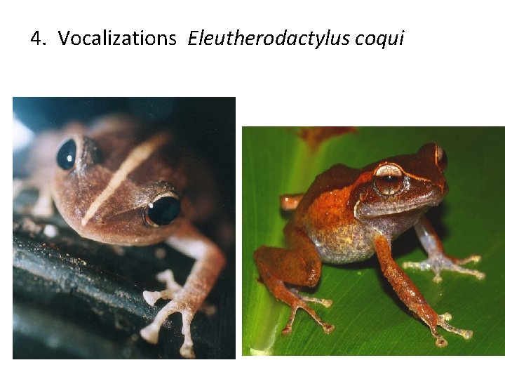 4. Vocalizations Eleutherodactylus coqui 
