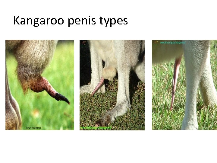 Kangaroo penis types 