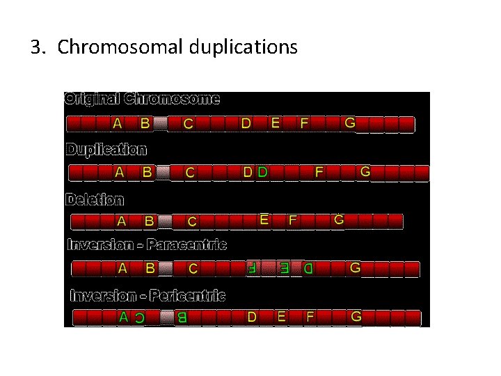 3. Chromosomal duplications 