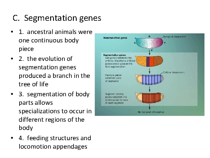 C. Segmentation genes • 1. ancestral animals were one continuous body piece • 2.