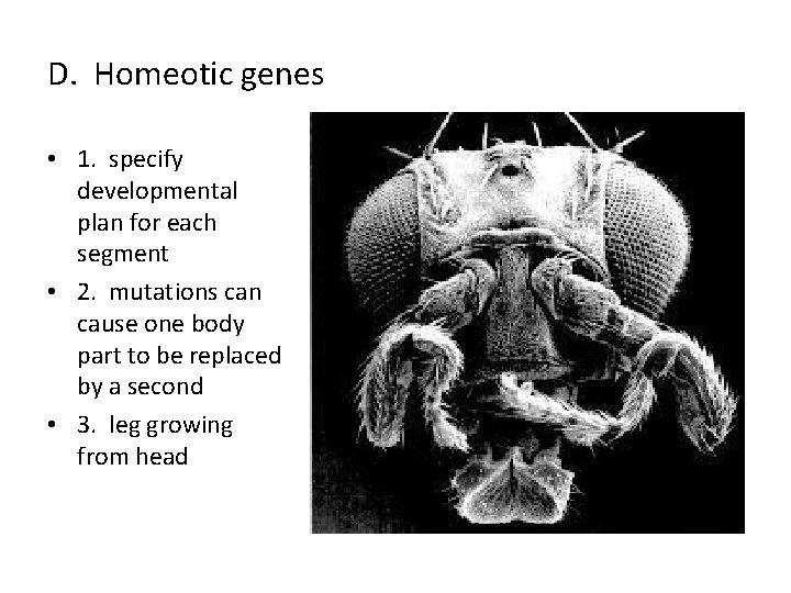 D. Homeotic genes • 1. specify developmental plan for each segment • 2. mutations