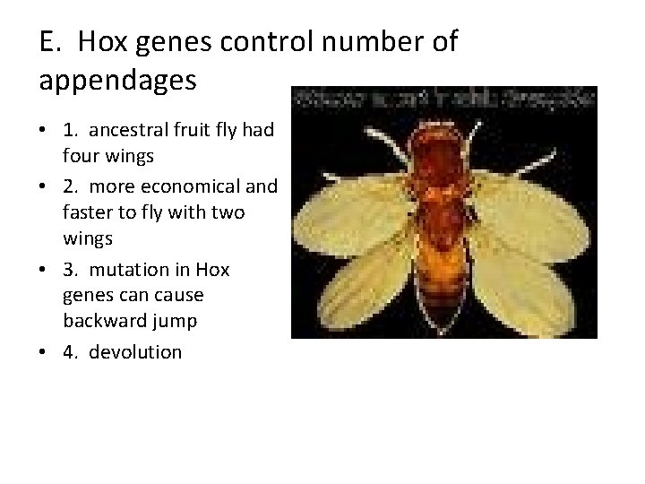 E. Hox genes control number of appendages • 1. ancestral fruit fly had four