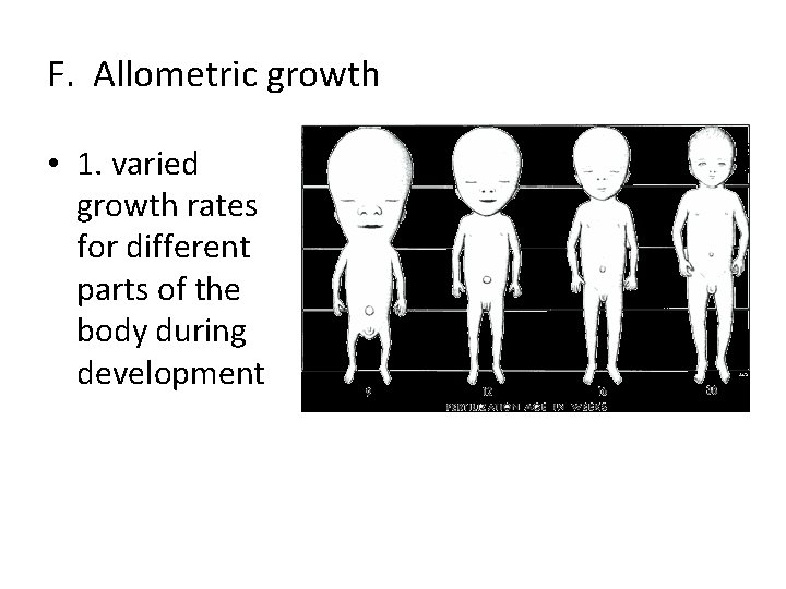 F. Allometric growth • 1. varied growth rates for different parts of the body