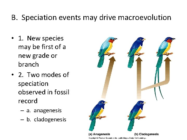 B. Speciation events may drive macroevolution • 1. New species may be first of