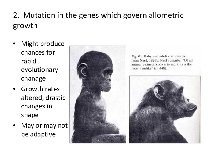 2. Mutation in the genes which govern allometric growth • Might produce chances for