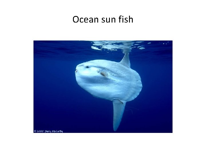 Ocean sun fish 