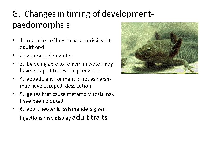 G. Changes in timing of developmentpaedomorphsis • 1. retention of larval characteristics into adulthood