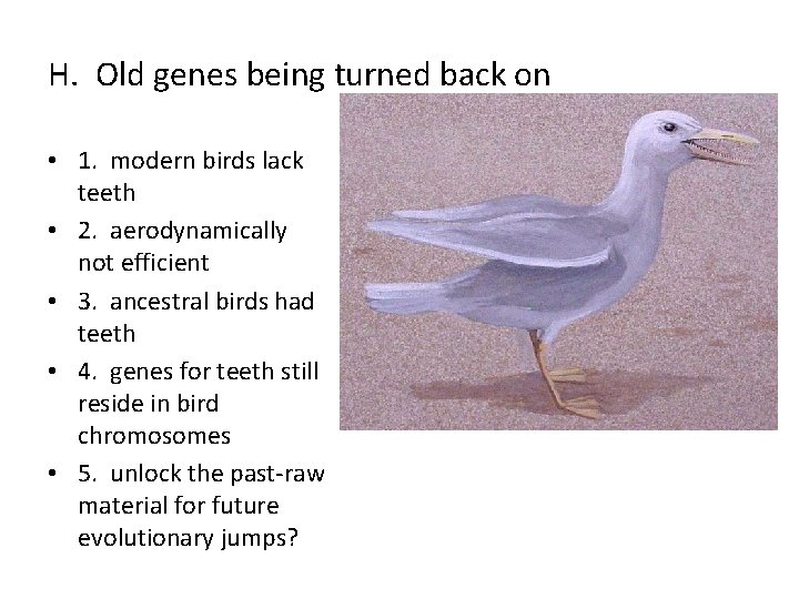 H. Old genes being turned back on • 1. modern birds lack teeth •