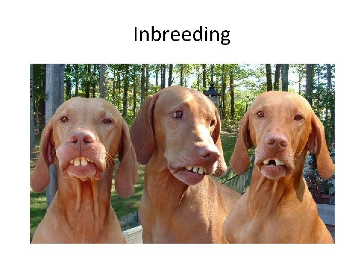 Inbreeding 