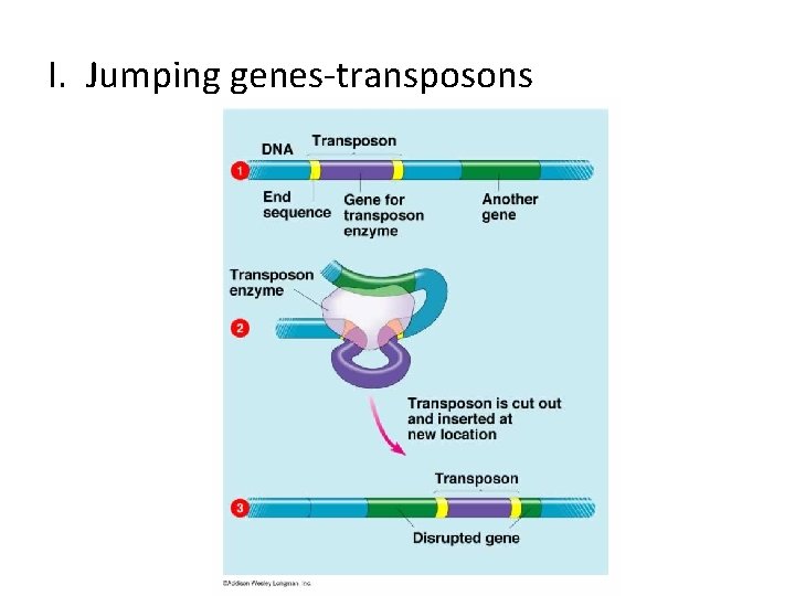 I. Jumping genes-transposons 