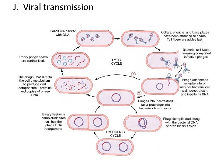 J. Viral transmission 