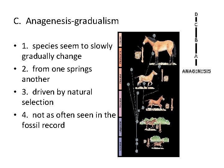 C. Anagenesis-gradualism • 1. species seem to slowly gradually change • 2. from one