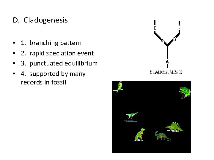 D. Cladogenesis • • 1. branching pattern 2. rapid speciation event 3. punctuated equilibrium