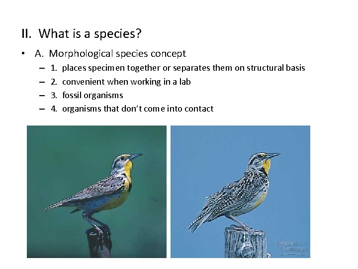 II. What is a species? • A. Morphological species concept – – 1. 2.