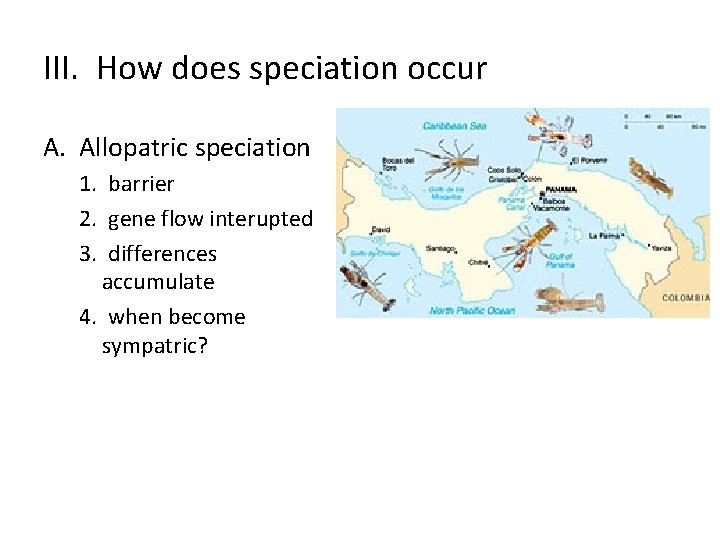 III. How does speciation occur A. Allopatric speciation 1. barrier 2. gene flow interupted