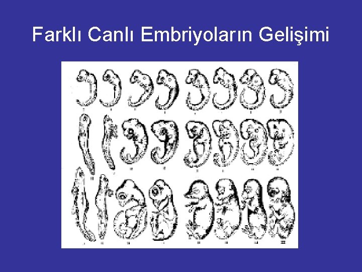 Farklı Canlı Embriyoların Gelişimi 