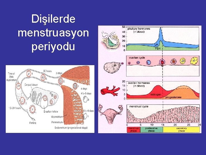 Dişilerde menstruasyon periyodu 