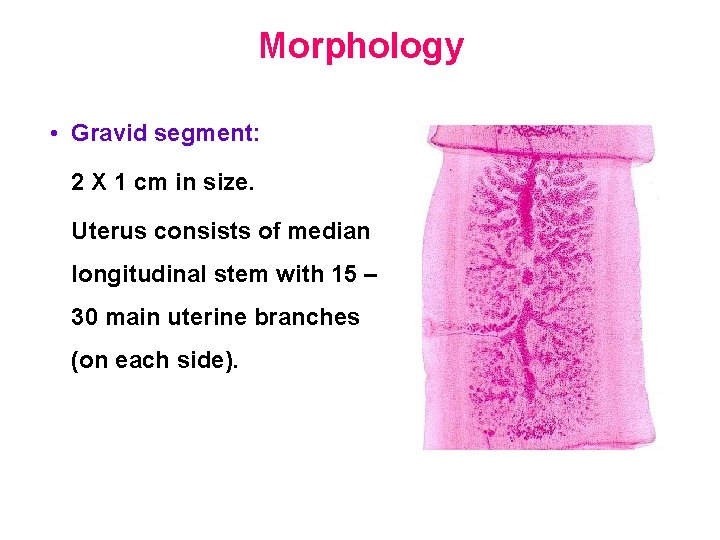 Morphology • Gravid segment: 2 X 1 cm in size. Uterus consists of median