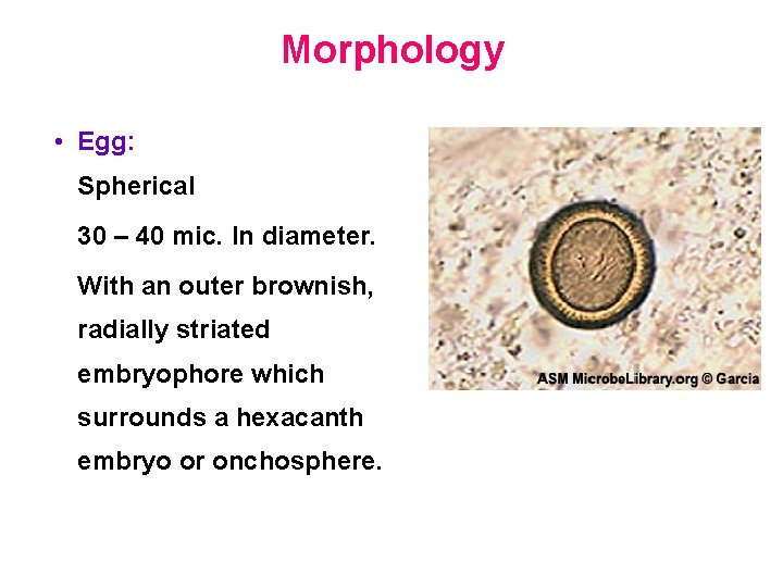 Morphology • Egg: Spherical 30 – 40 mic. In diameter. With an outer brownish,