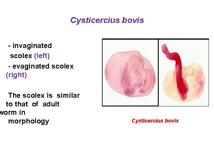 Cysticercius bovis - invaginated scolex (left) - evaginated scolex (right) The scolex is similar