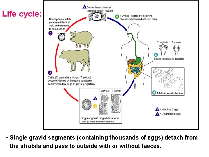 Life cycle: • Single gravid segments (containing thousands of eggs) detach from the strobila