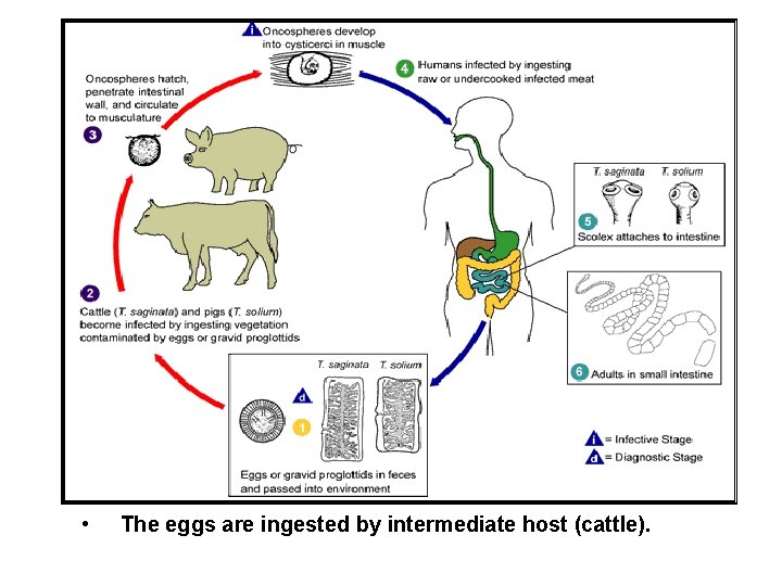  • The eggs are ingested by intermediate host (cattle). 