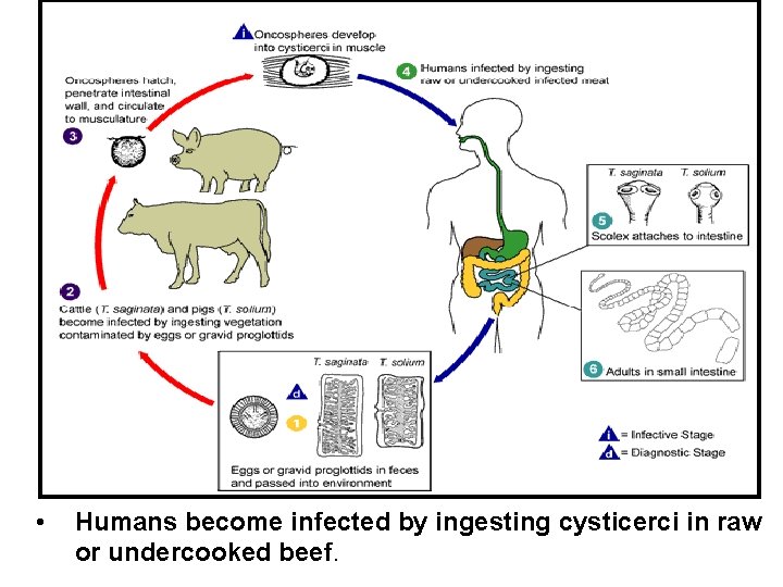  • Humans become infected by ingesting cysticerci in raw or undercooked beef. 