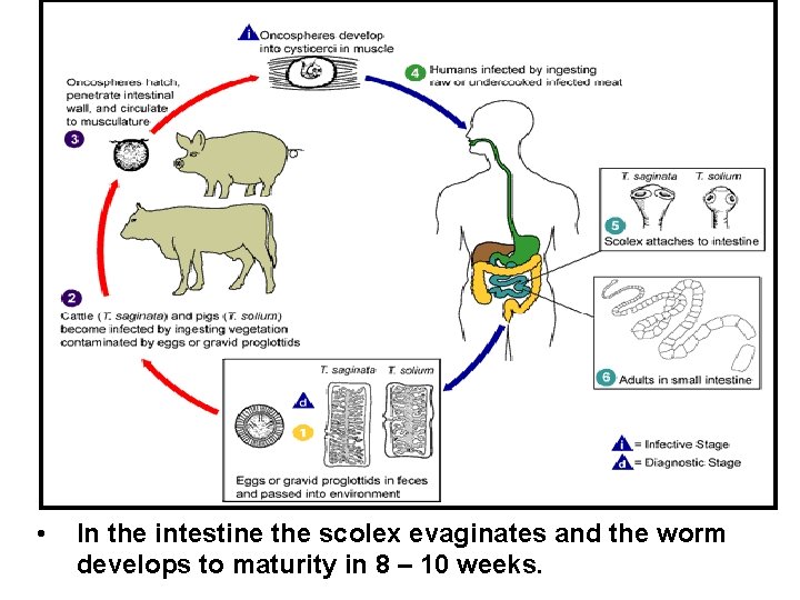  • In the intestine the scolex evaginates and the worm develops to maturity