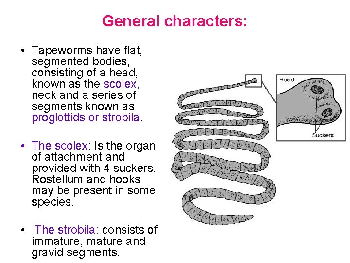 General characters: • Tapeworms have flat, segmented bodies, consisting of a head, known as