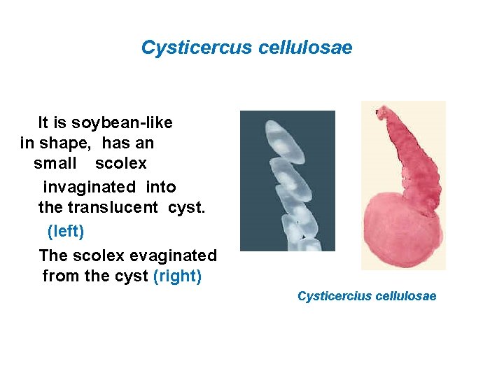 Cysticercus cellulosae It is soybean-like in shape, has an small scolex invaginated into the