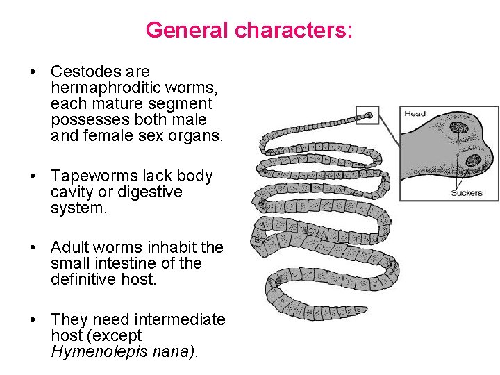 General characters: • Cestodes are hermaphroditic worms, each mature segment possesses both male and