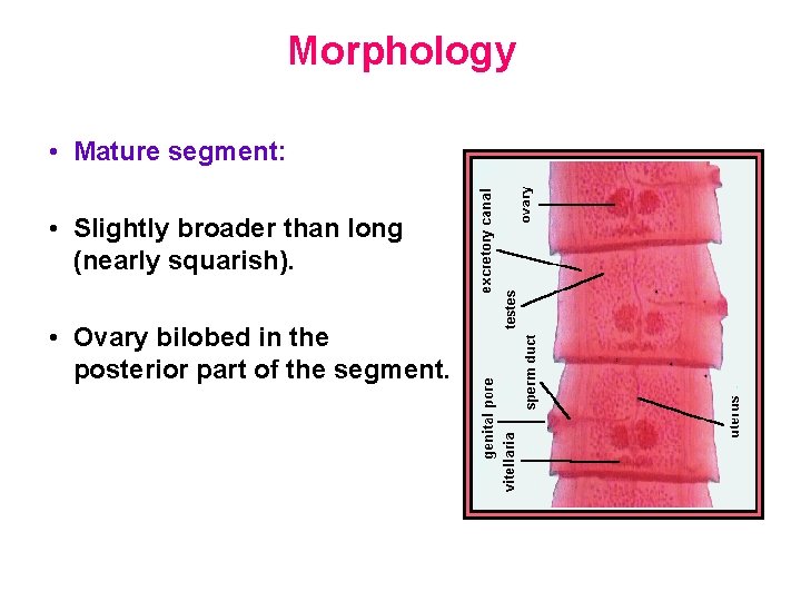 Morphology • Mature segment: • Slightly broader than long (nearly squarish). • Ovary bilobed