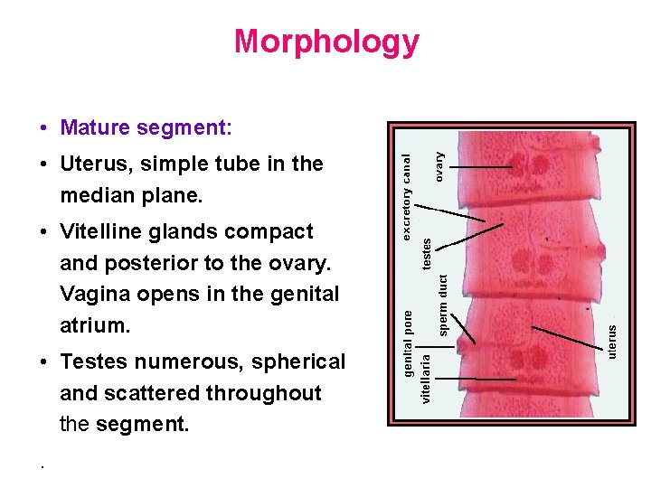 Morphology • Mature segment: • Uterus, simple tube in the median plane. • Vitelline