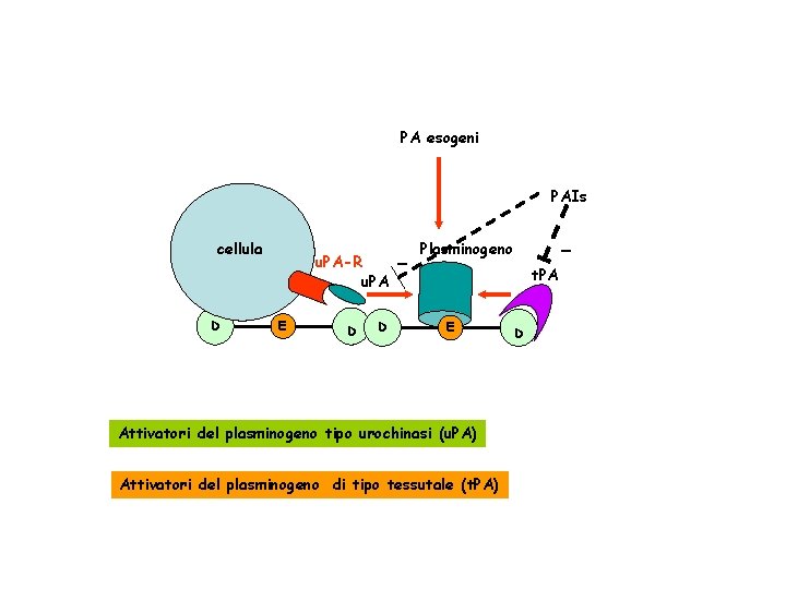 PA esogeni PAIs cellula D u. PA-R u. PA E D D - -