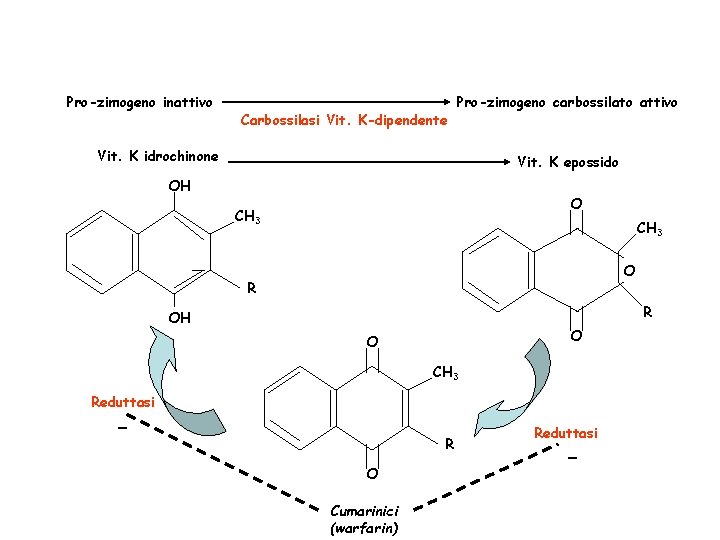 Pro-zimogeno inattivo Carbossilasi Vit. K-dipendente Pro-zimogeno carbossilato attivo Vit. K idrochinone Vit. K epossido