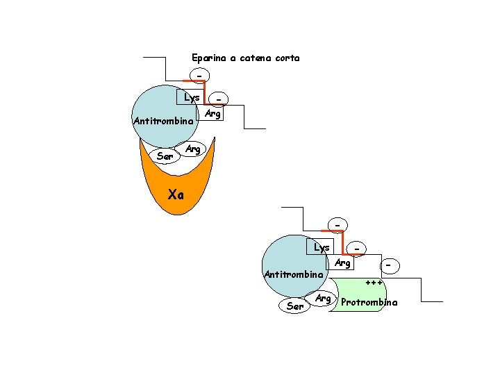 Eparina a catena corta Lys Antitrombina Ser - Arg Xa Lys Antitrombina Ser Arg