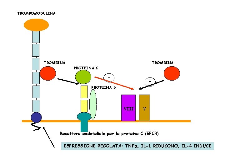 TROMBOMODULINA TROMBINA PROTEINA C - + PROTEINA S VIII V Recettore endoteliale per la