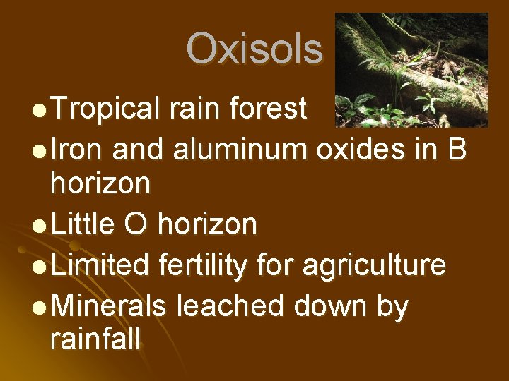 Oxisols l Tropical rain forest l Iron and aluminum oxides in B horizon l