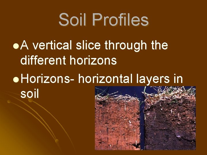 Soil Profiles l. A vertical slice through the different horizons l Horizons- horizontal layers