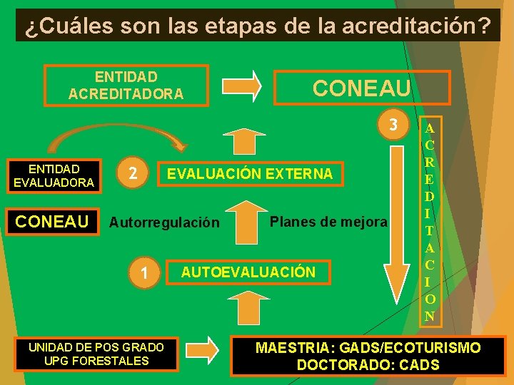 ¿Cuáles son las etapas de la acreditación? ENTIDAD ACREDITADORA CONEAU 3 ENTIDAD EVALUADORA CONEAU