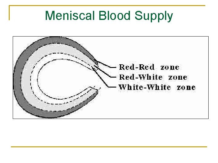 Meniscal Blood Supply 