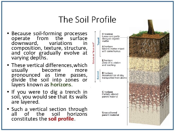 The Soil Profile • Because soil-forming processes operate from the surface downward, variations in The Soil Profile • Because soil-forming processes operate from the surface downward, variations in