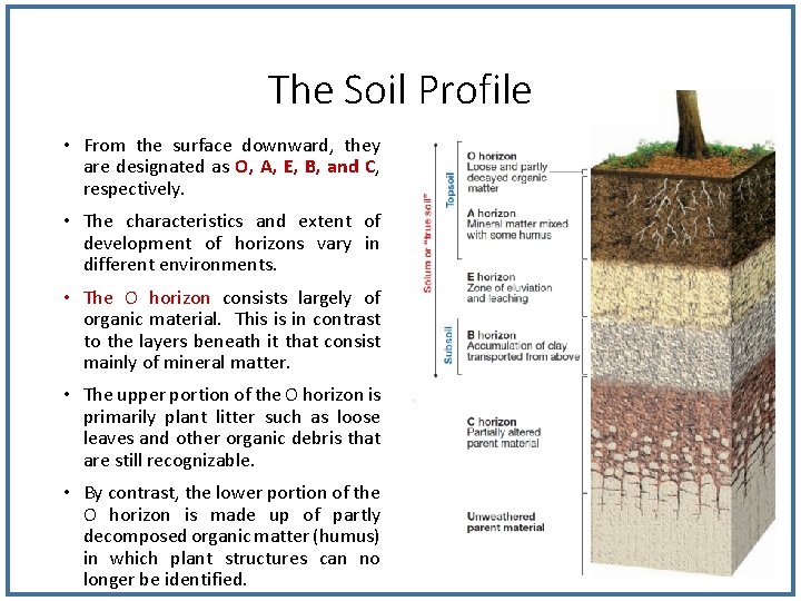 The Soil Profile • From the surface downward, they are designated as O, A, The Soil Profile • From the surface downward, they are designated as O, A,