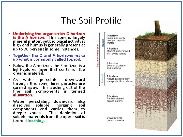 The Soil Profile • Underlying the organic-rich O horizon is the A horizon. This The Soil Profile • Underlying the organic-rich O horizon is the A horizon. This