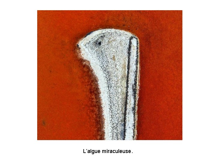 L’algue miraculeuse. L’algue miraculeuse.
