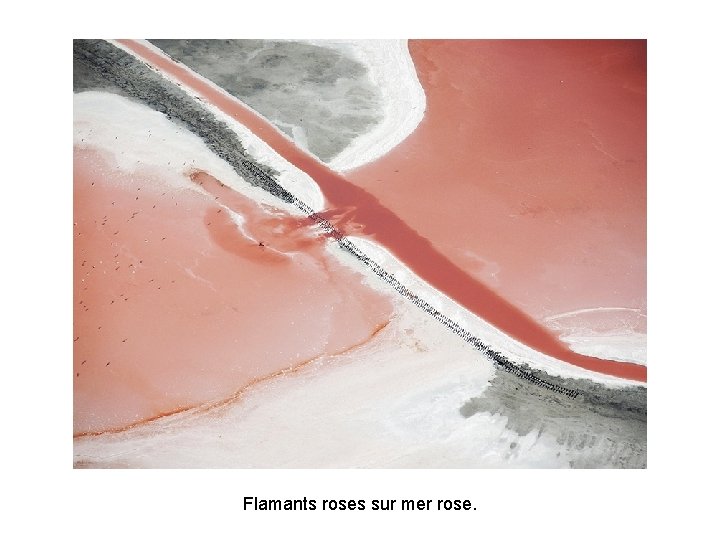 Flamants roses sur mer rose. Flamants roses sur mer rose.