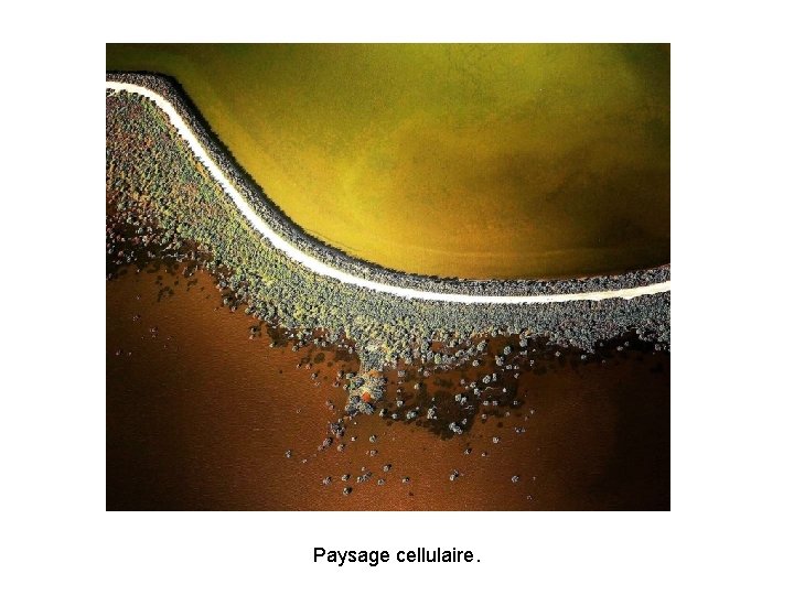 Paysage cellulaire. Paysage cellulaire.