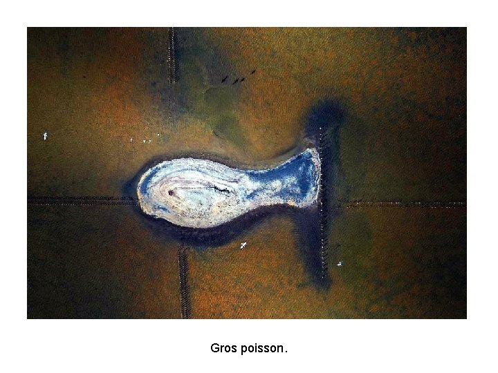 Gros poisson. Gros poisson.